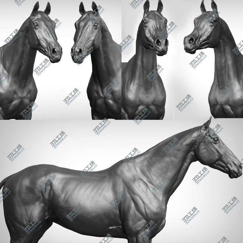 images/goods_img/20210113/3D Horse Collection Vfx Full Cinematic Realistic Zbrush Sculpt 3D model/2.jpg